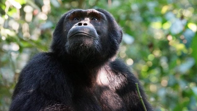 Datos curiosos de los chimpancés que te sorprenderán