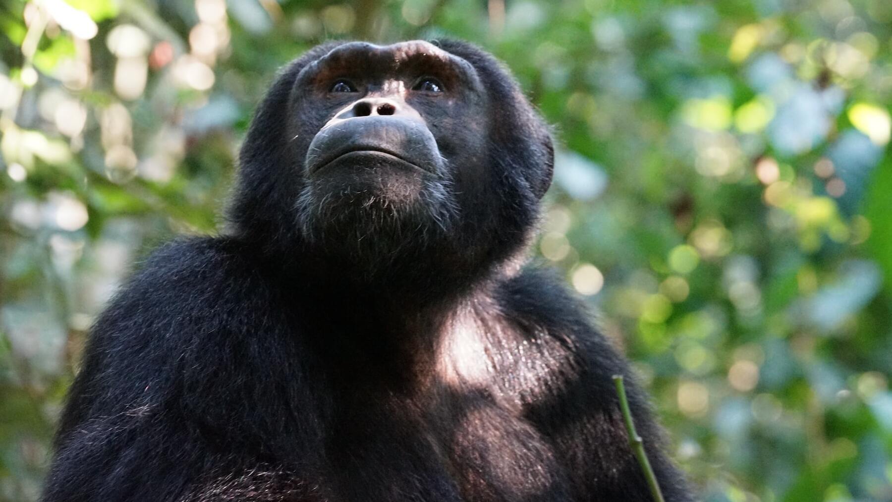 Datos curiosos de los chimpancés que te sorprenderán