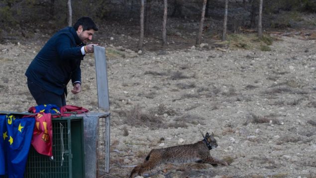 López Miras destaca su compromiso para garantizar el éxito de la reintroducción del lince ibérico en Murcia