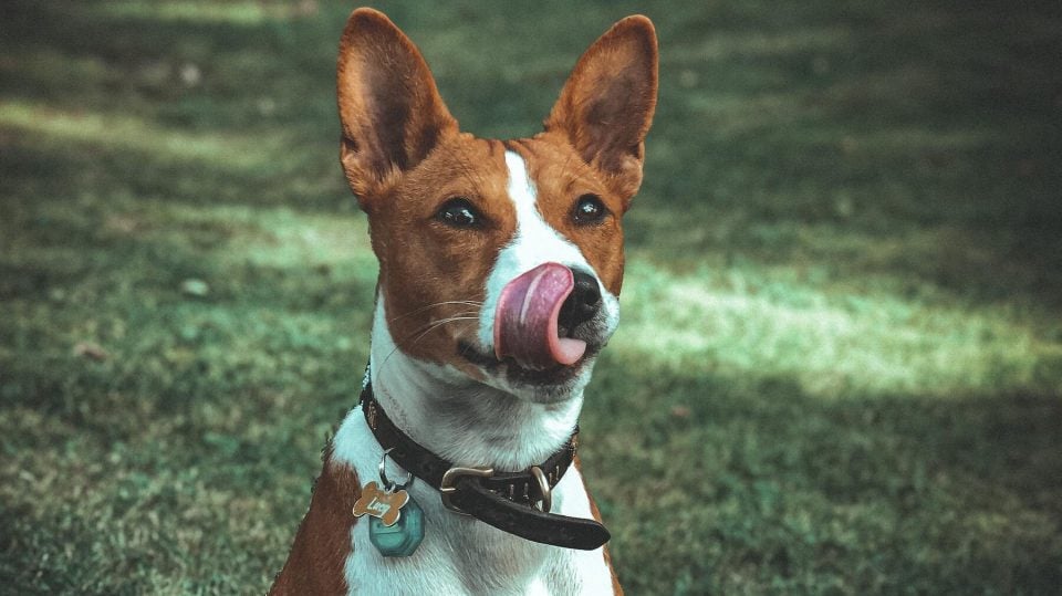 son basenji los perros mas inteligentes