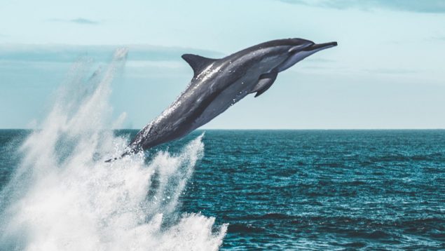 15 frases de delfines que son pura inspiración