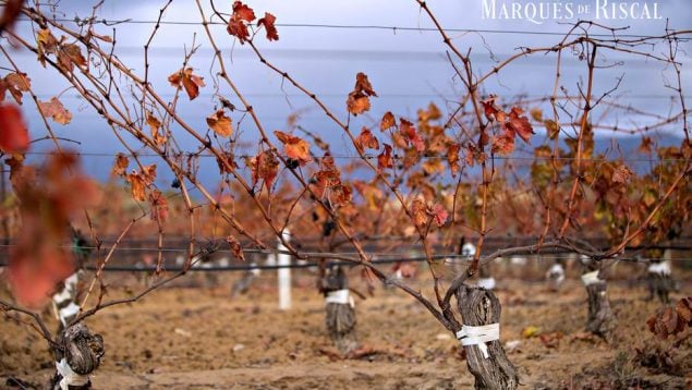 marqués de riscal