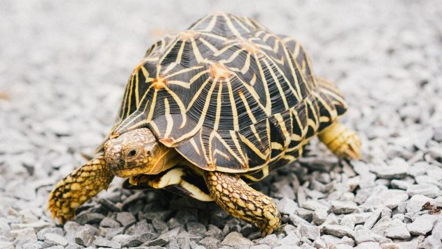 Las 15 frases más bonitas de las tortugas