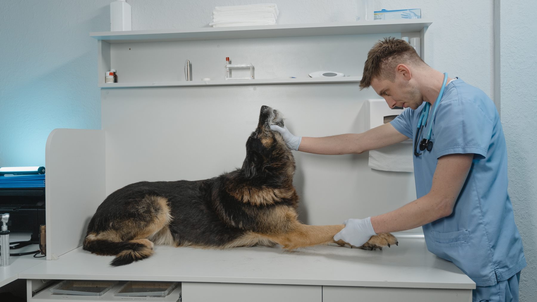 Esto es lo que cobra un veterinario en España: el sueldo según su especialidad