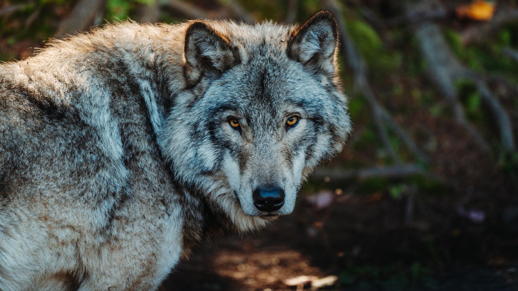 Las 25 mejores frases sobre los lobos para reflexionar