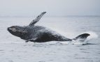 Las 15 mejores frases sobre las ballenas