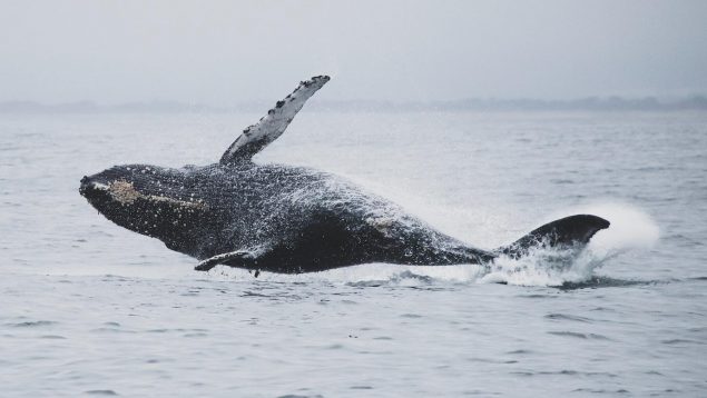 Las 15 mejores frases sobre las ballenas