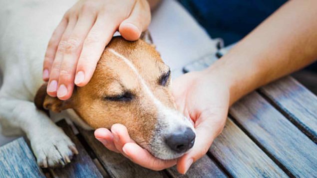 La Guardia Civil advierte de la plaga que puede ser mortal para los perros
