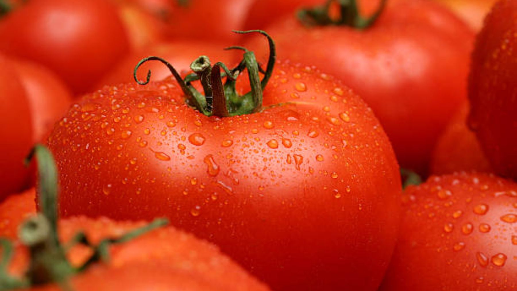 En lo que debes fijarte para saber si el tomate está en buen estado