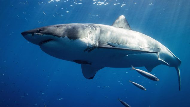 15 frases sobre tiburones para pensar y reflexionar