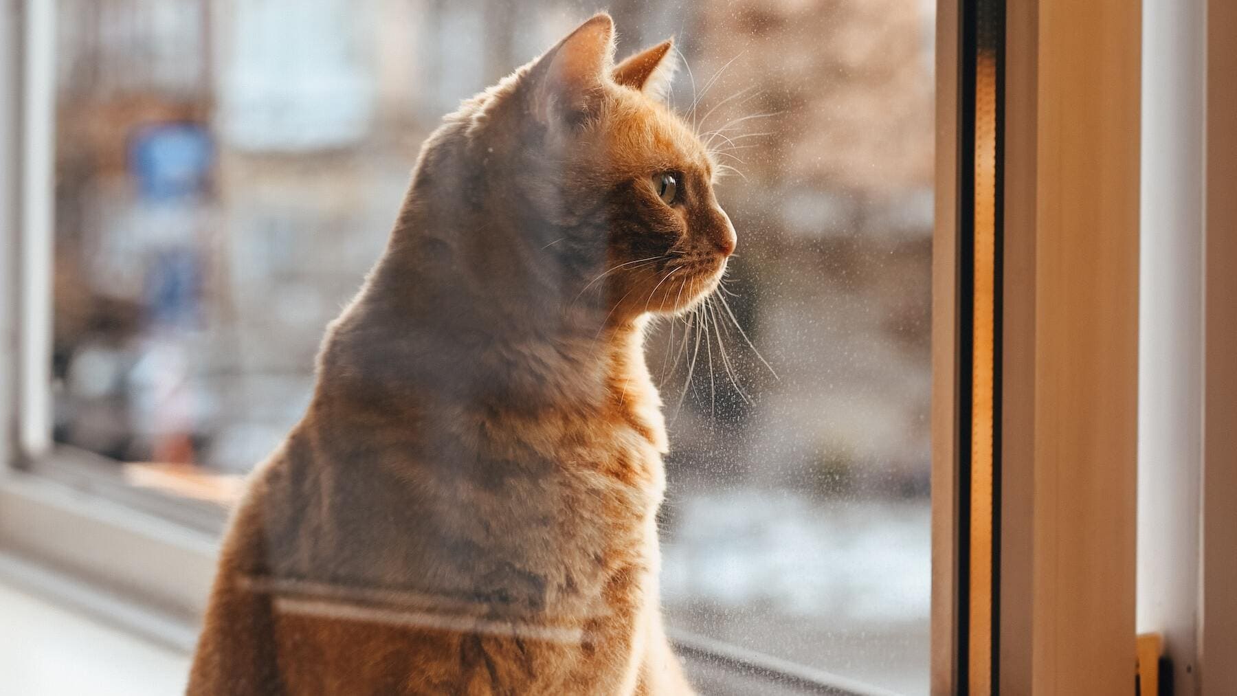 La mejor solución para proteger las ventanas y que el gato no se caiga