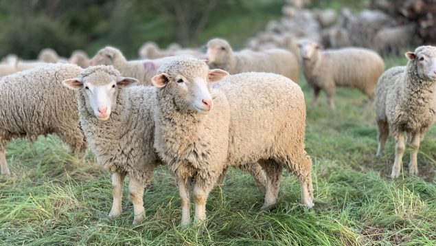 Curiosidades de las ovejas que te sorprenderán