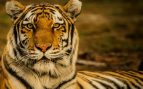 Datos curiosos del tigre que te gustará conocer