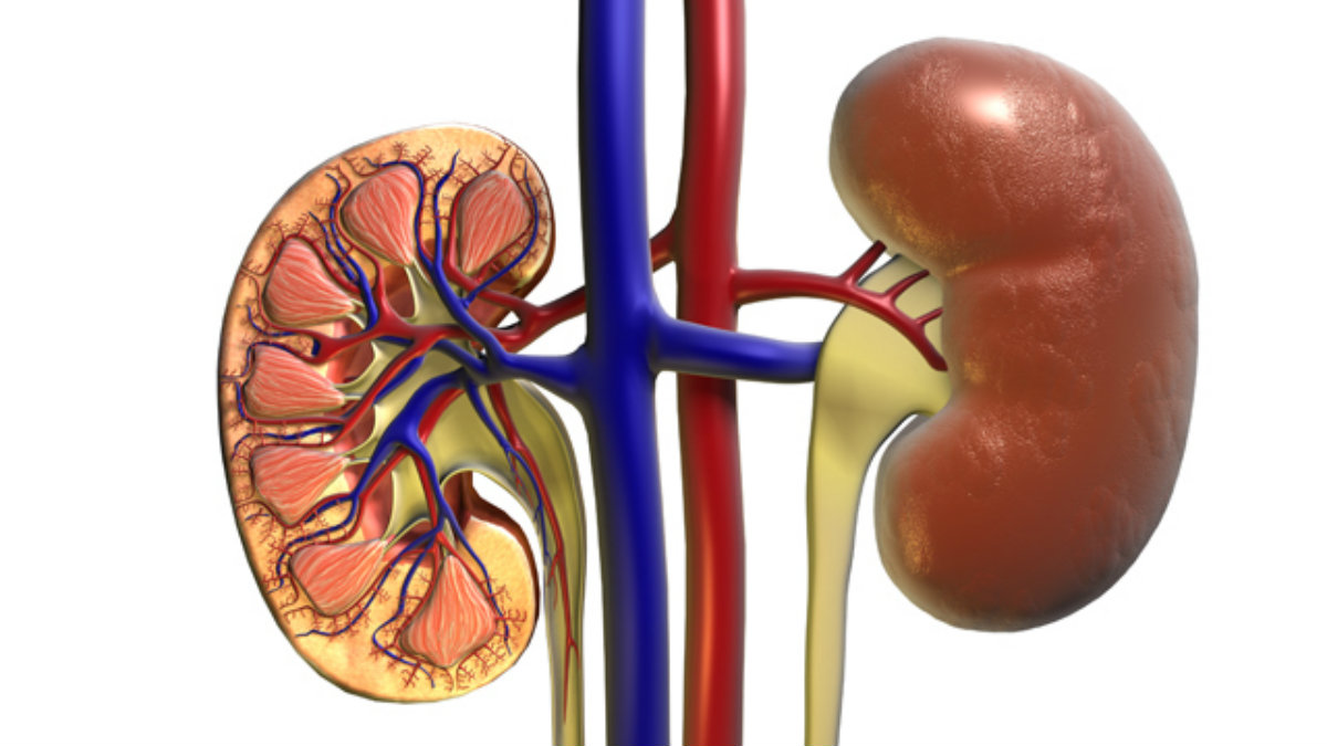 Enfermedad renal. @Istock