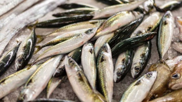 Son un peligro: los médicos advierten sobre estos pescados que consumimos y piden que no lo hagamos más