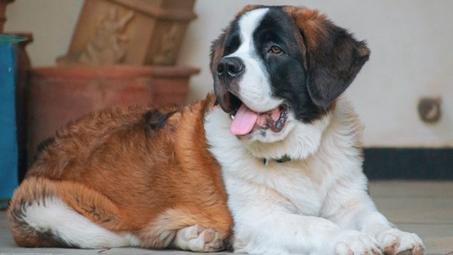 La curiosa razón por la que los perros grandes viven menos