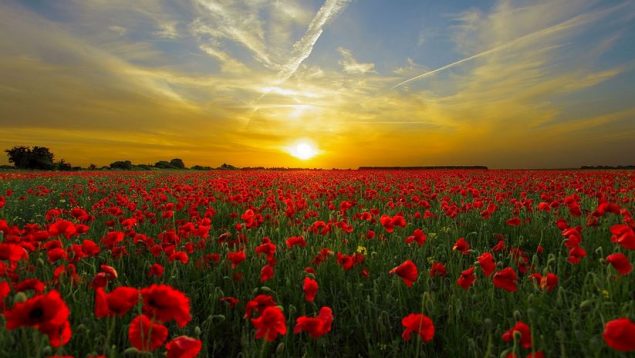 Los campos de amapolas más bellos de España