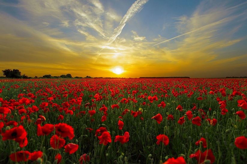 Los campos de amapolas más bellos de España
