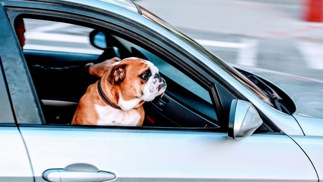La DGT no da tregua: el multón que te puede caer por llevar así a tu perro en el coche
