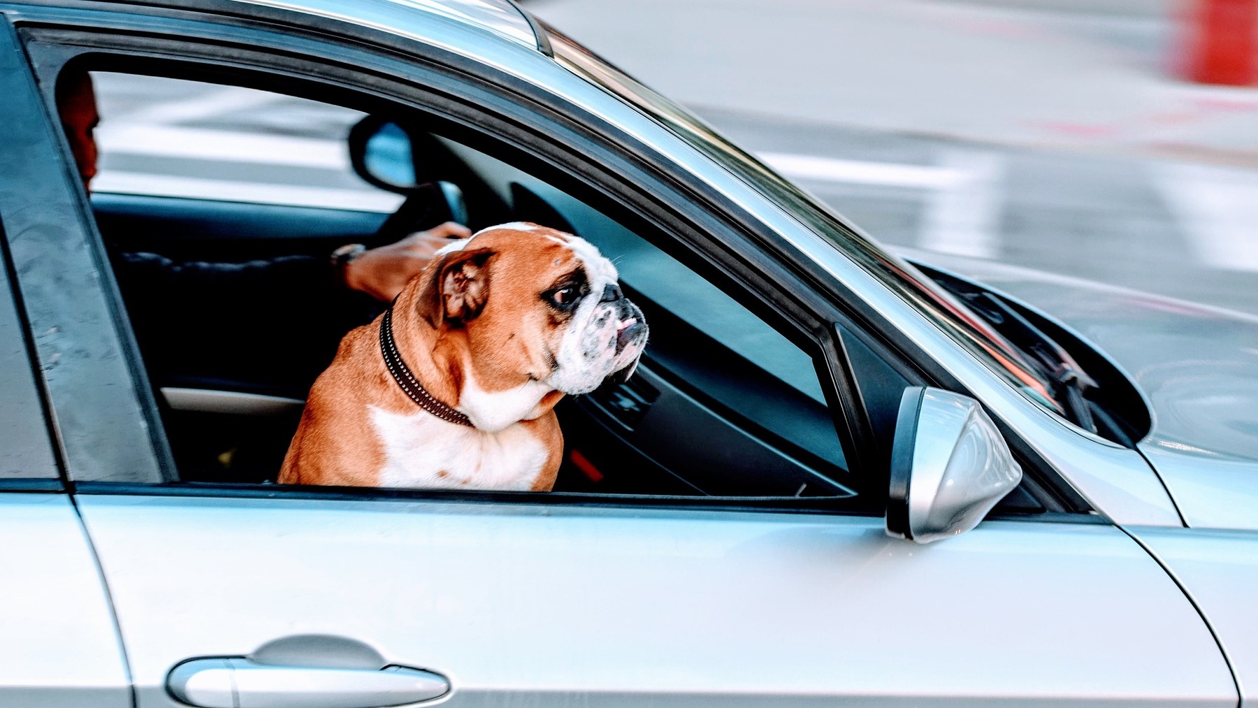 MASCOTAS: La DGT advierte que esta no es la forma correcta de llevar al  perro en el coche
