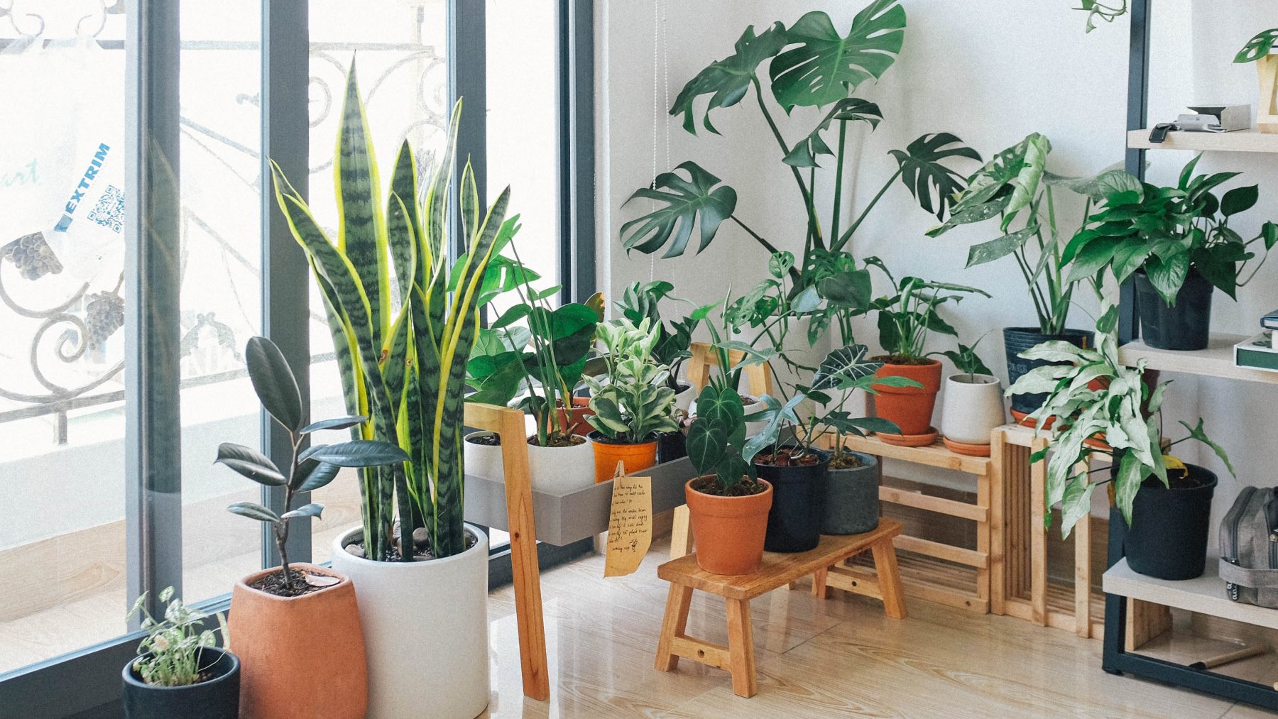 ¡Atención! Jamás coloques tus plantas del dinero en este lugar de la casa