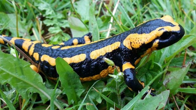 Curiosidades de la salamandra que te sorprenderán