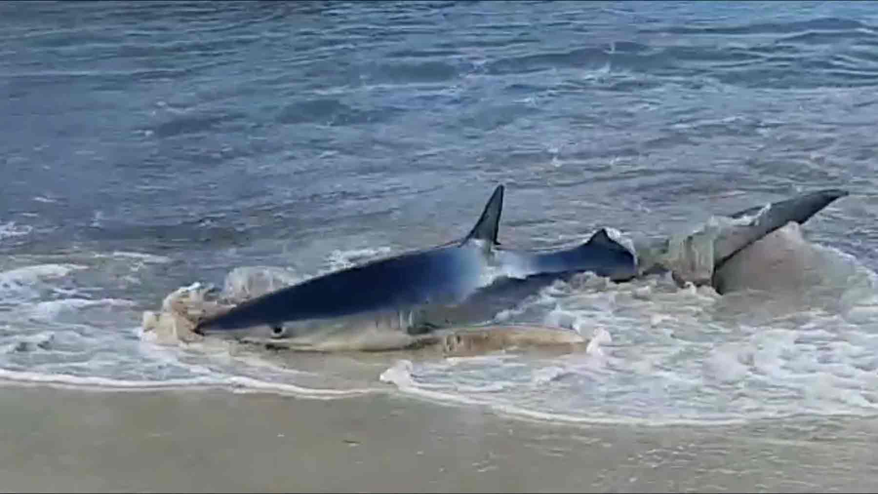 Un tiburón de casi dos metros aparece desorientado en una playa de Mallorca