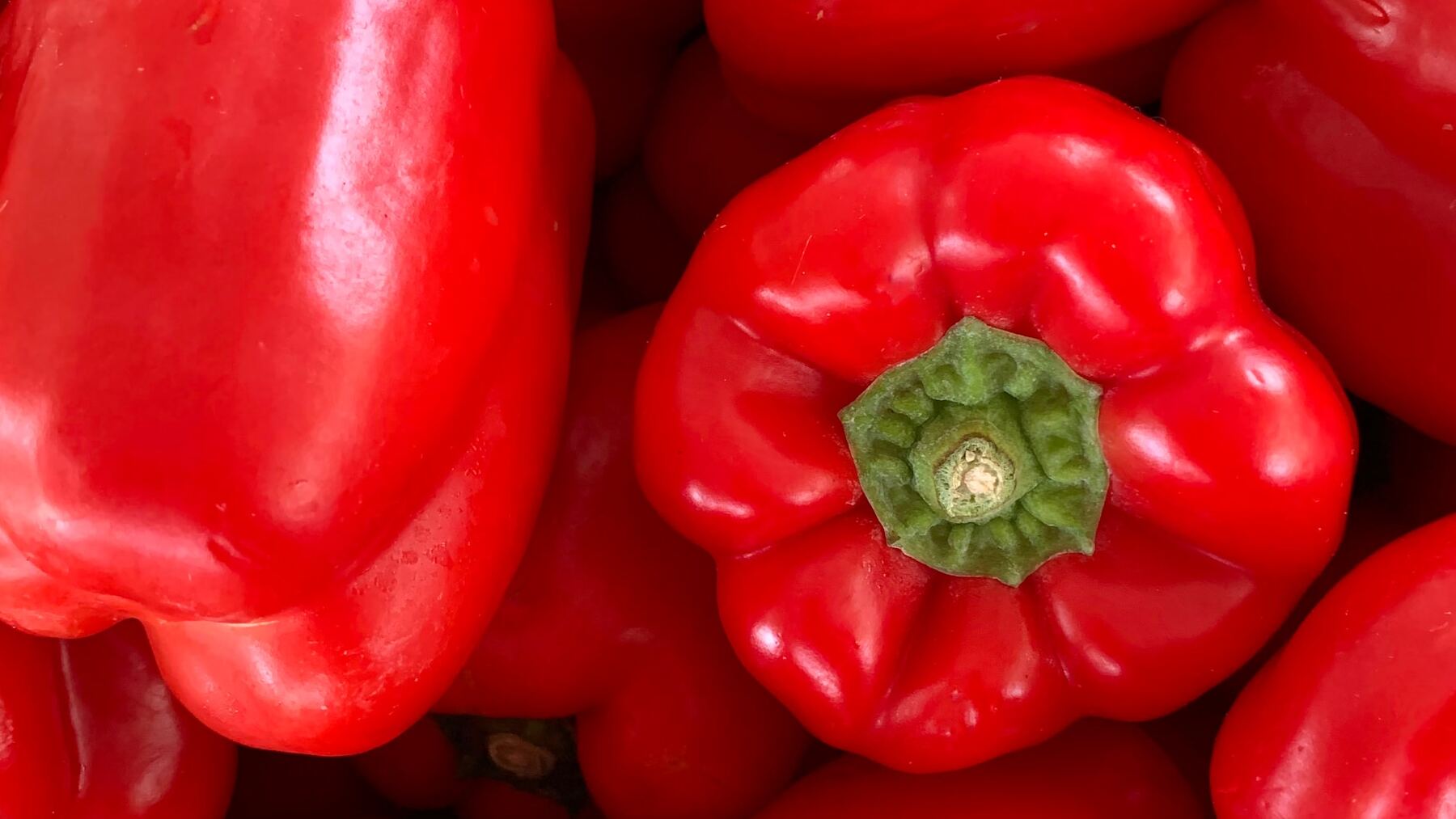 se les permite a los perros comer pimientos