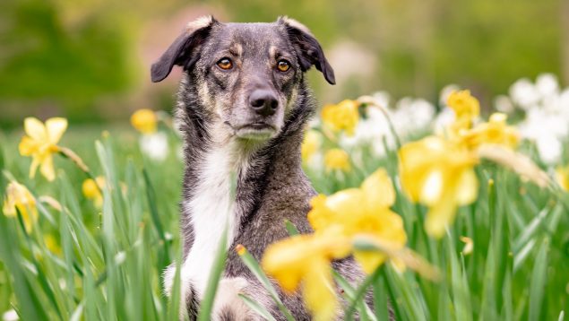 alergia primaveral en perros
