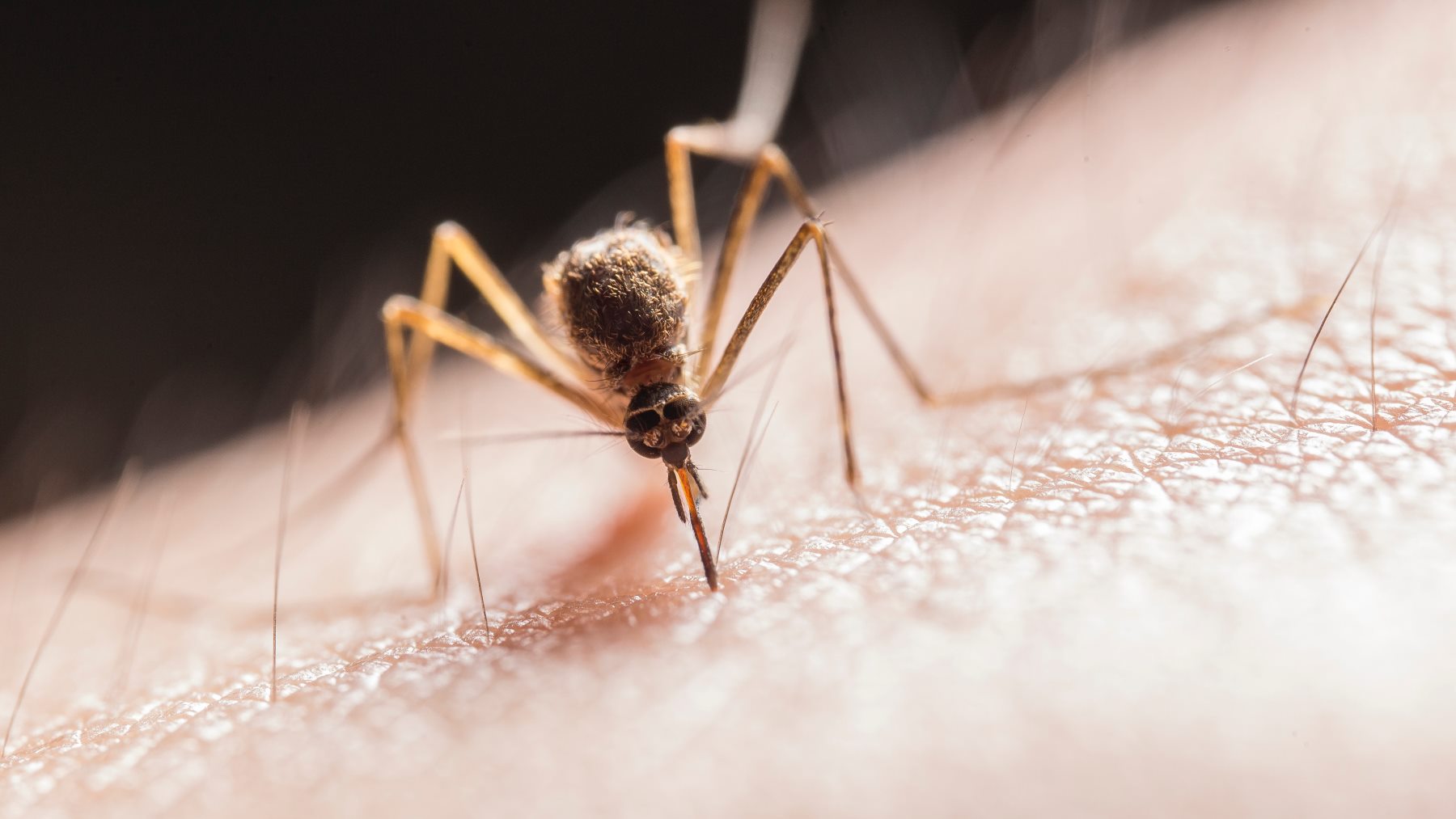 El curioso motivo por el que los mosquitos te pican sólo a ti
