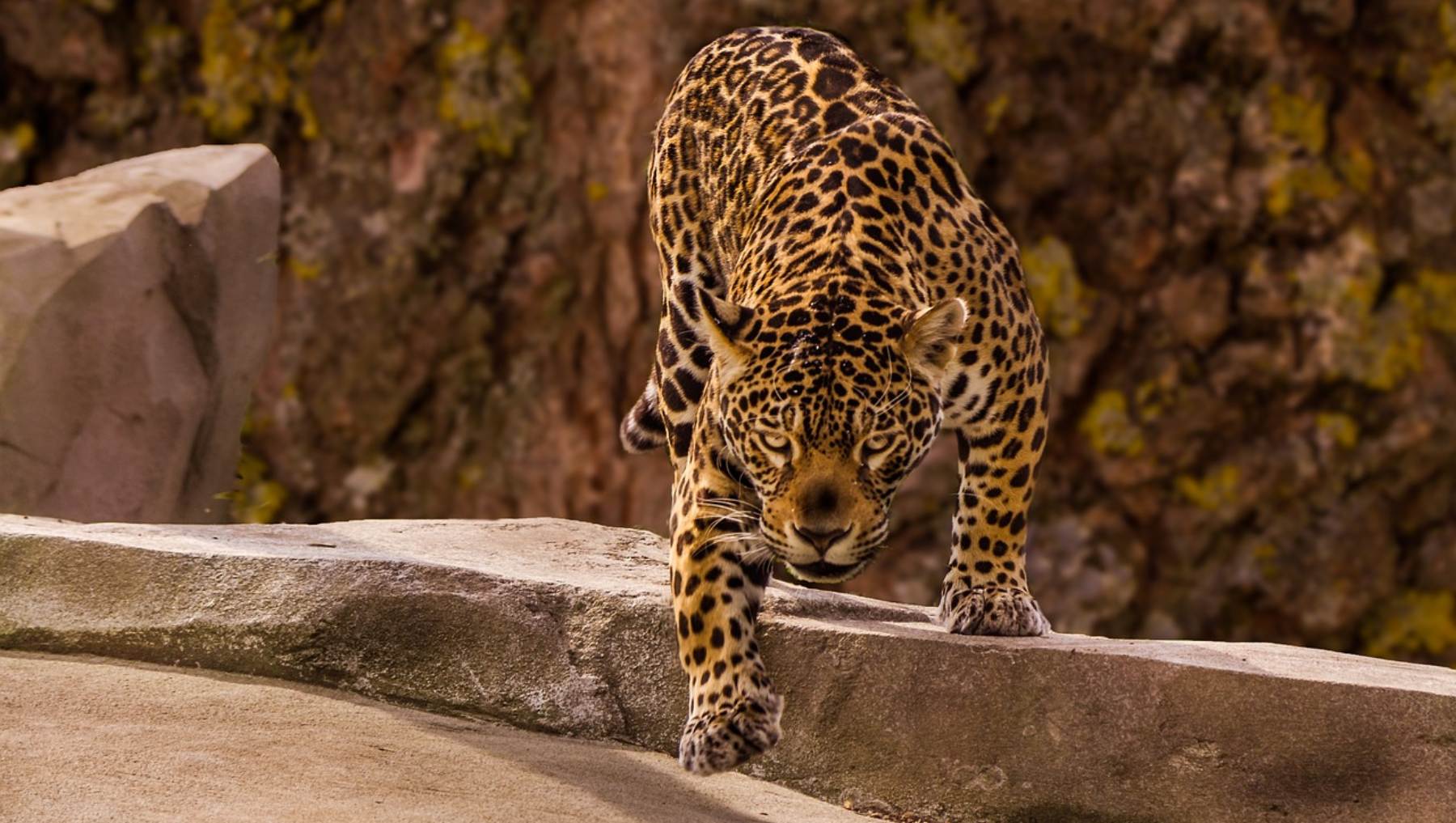 Diferenciar un jaguar de un leopardo