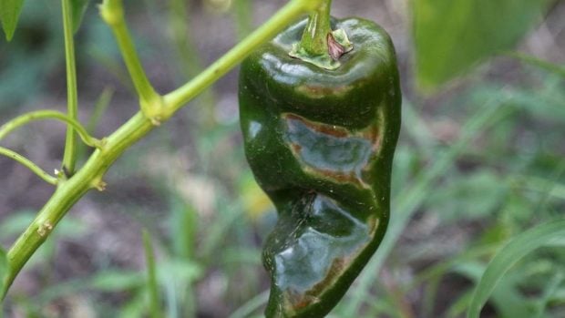 Chile poblano