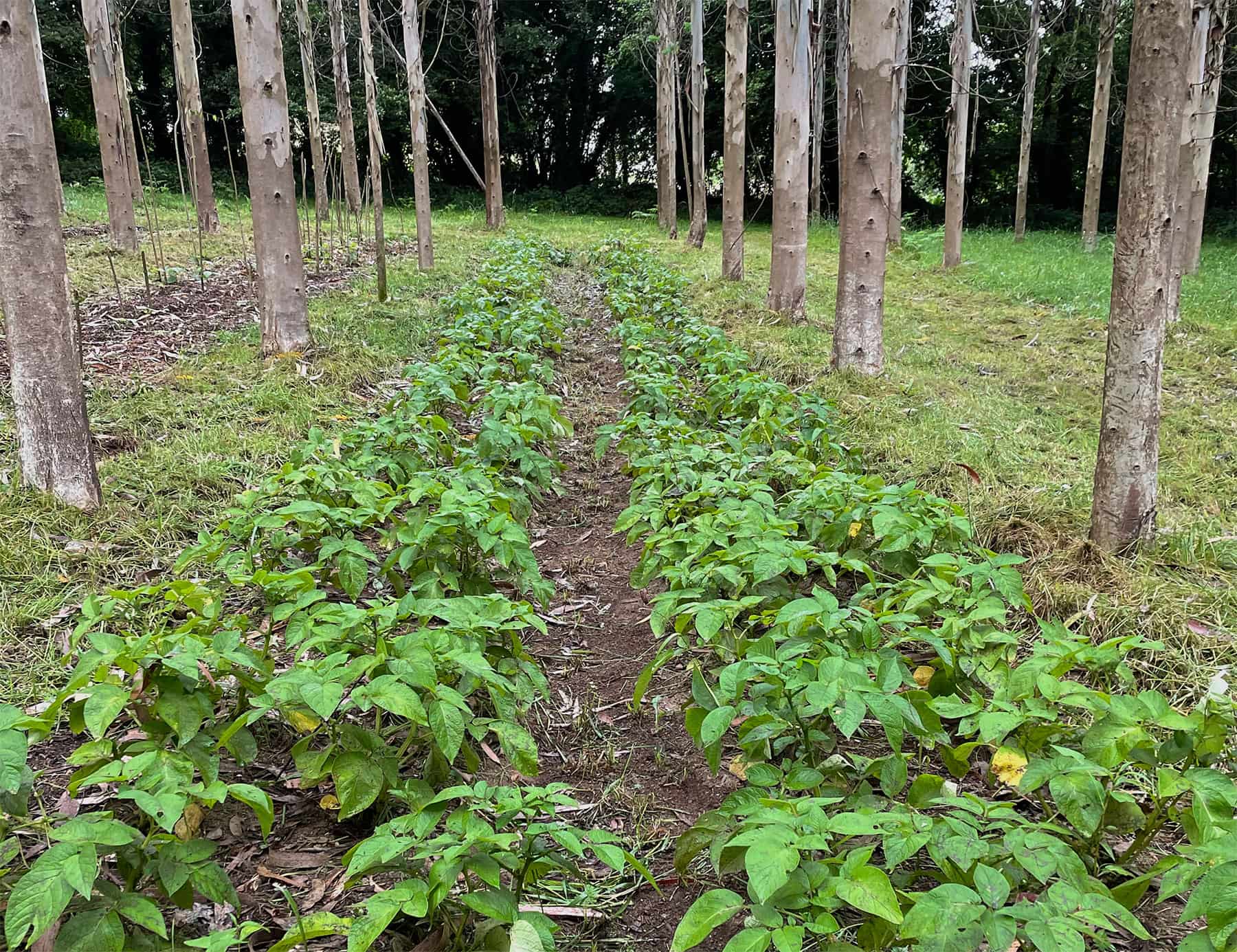 El 75% de las plantaciones intensivas de eucalipto podrían ser recuperables para el cultivo de alimentos