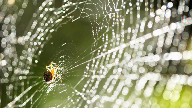 tela de araña material fuerte