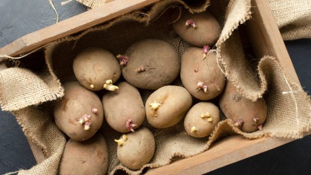 patatas con brotes
