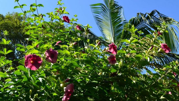 Plantas en Brasil