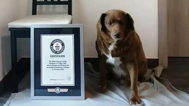 Cumple 31 años Bobi, el perro más viejo del mundo