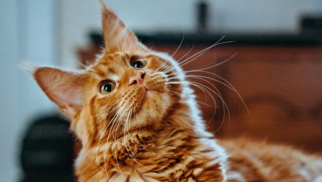 La ciencia revela cómo hay que llamar a un gato para que te haga caso