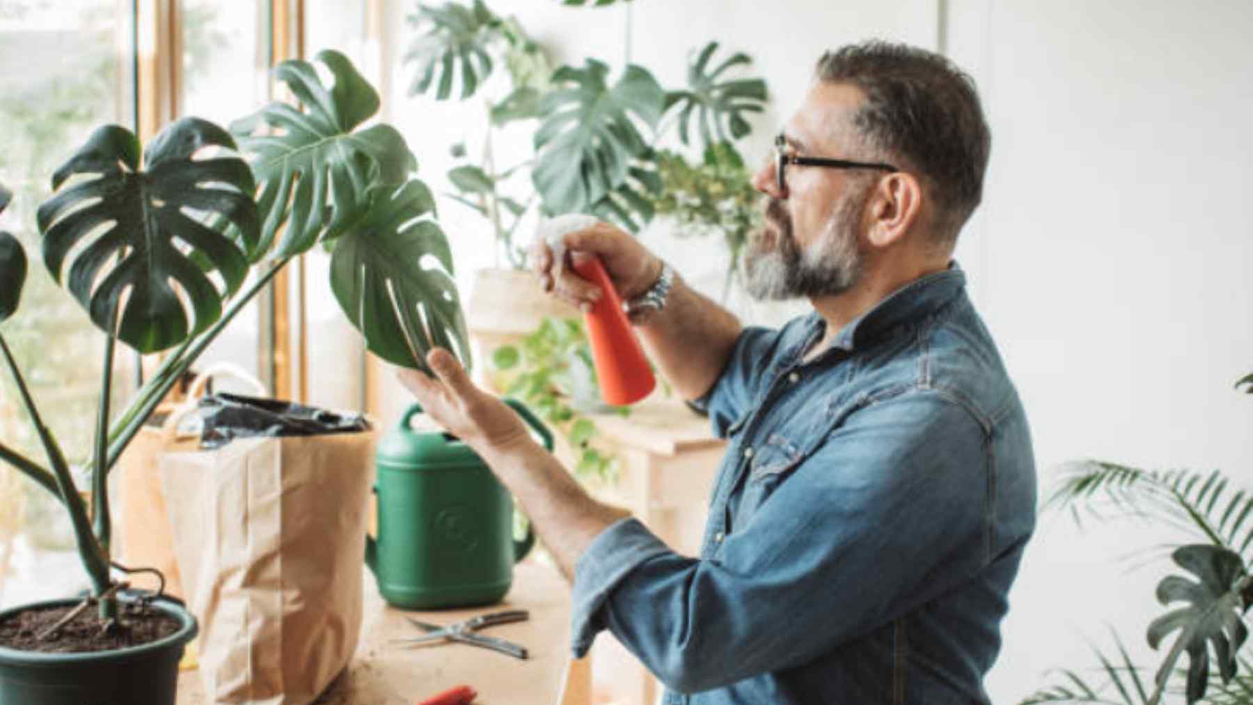 Adiós al moho en la tierra de tus plantas con este truco y este elemento que todos tenemos en casa