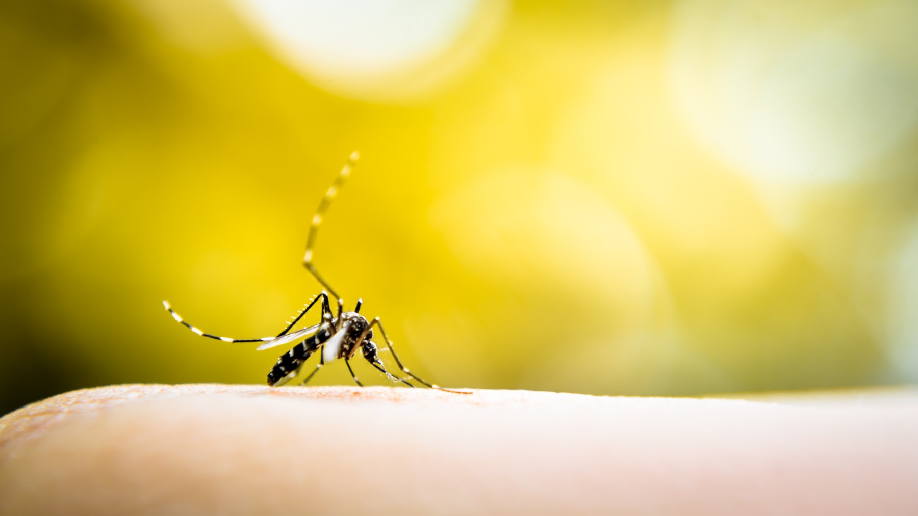 Un mosquito de dengue cuya picadura puede ser mortal.