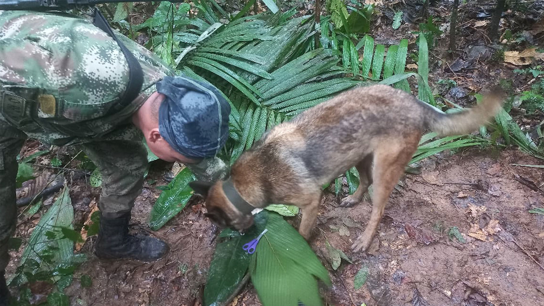 Uno de los perros que participaron en la búsqueda de los niños desparecidos.