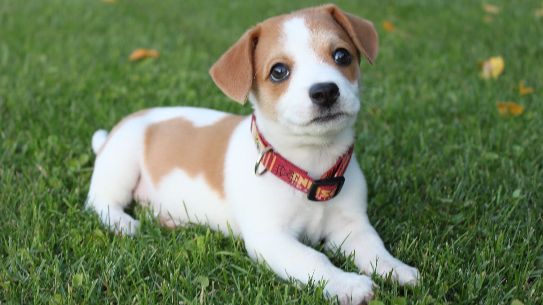 El cerebro de los perros es cada vez más grande por esta sorprendente razón