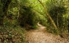 El camino de Santiago en 2025: historia, rutas antiguas