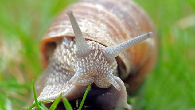 ¿El caracol es un insecto o un molusco?