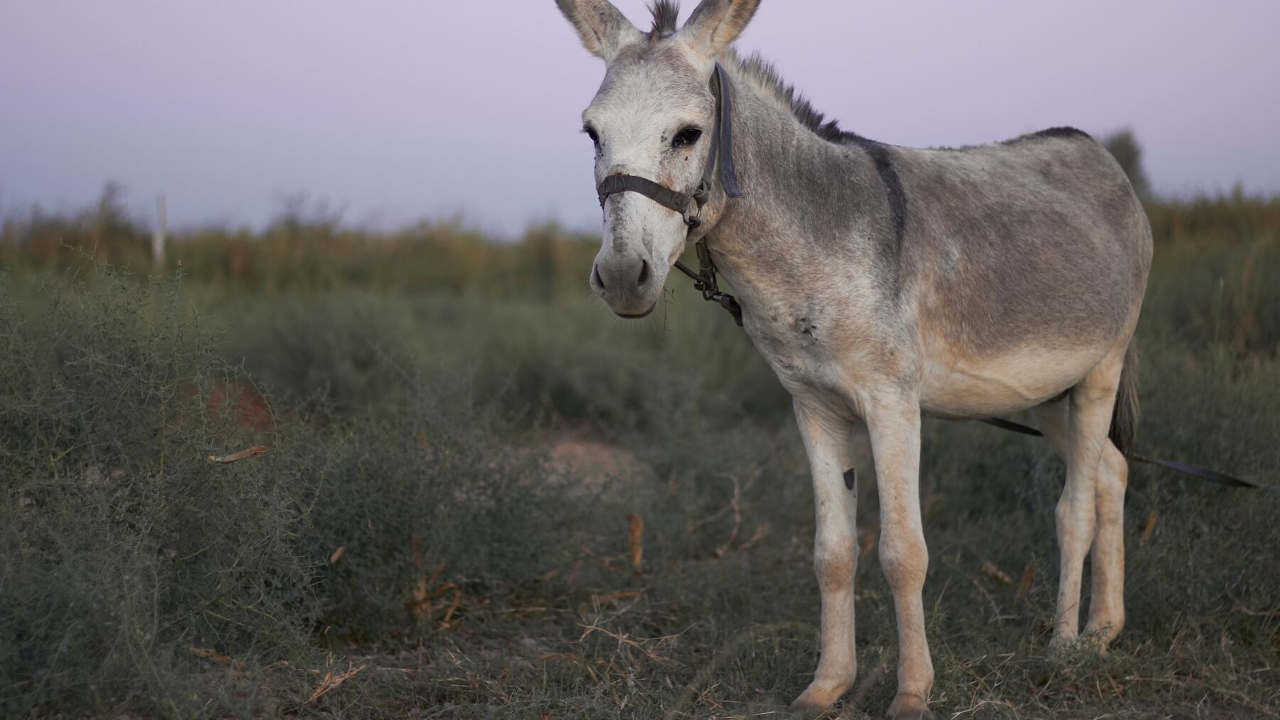 en-qu-se-diferencian-el-burro-y-el-asno