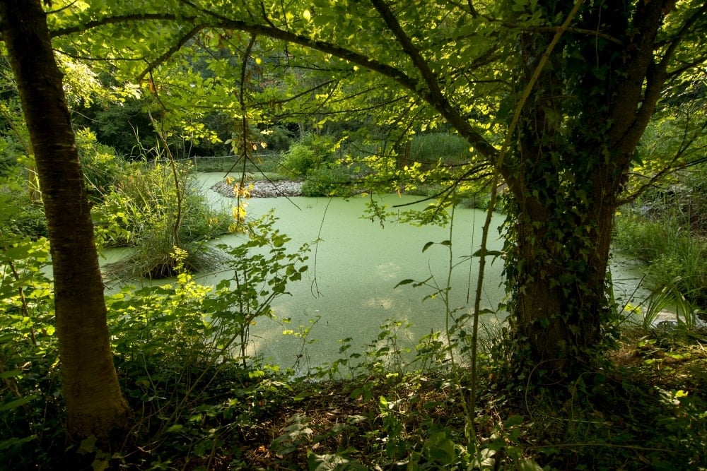 Humedales artificiales de depuración de Begudà, en el parque natural de la Garrotxa (Girona)
