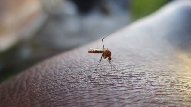 Qué es el síndrome de Skeeter o cuando las picaduras de mosquitos van a peor