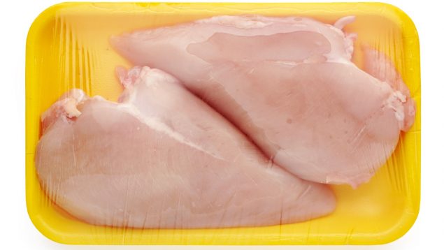 Salmonella pollo