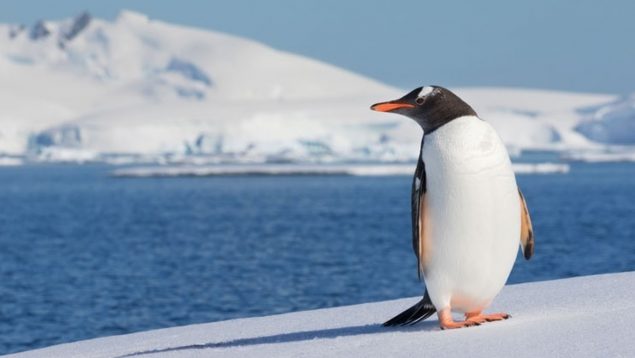 La ciencia cree que los pingüinos vienen de Venus y tienen una teoría que encaja