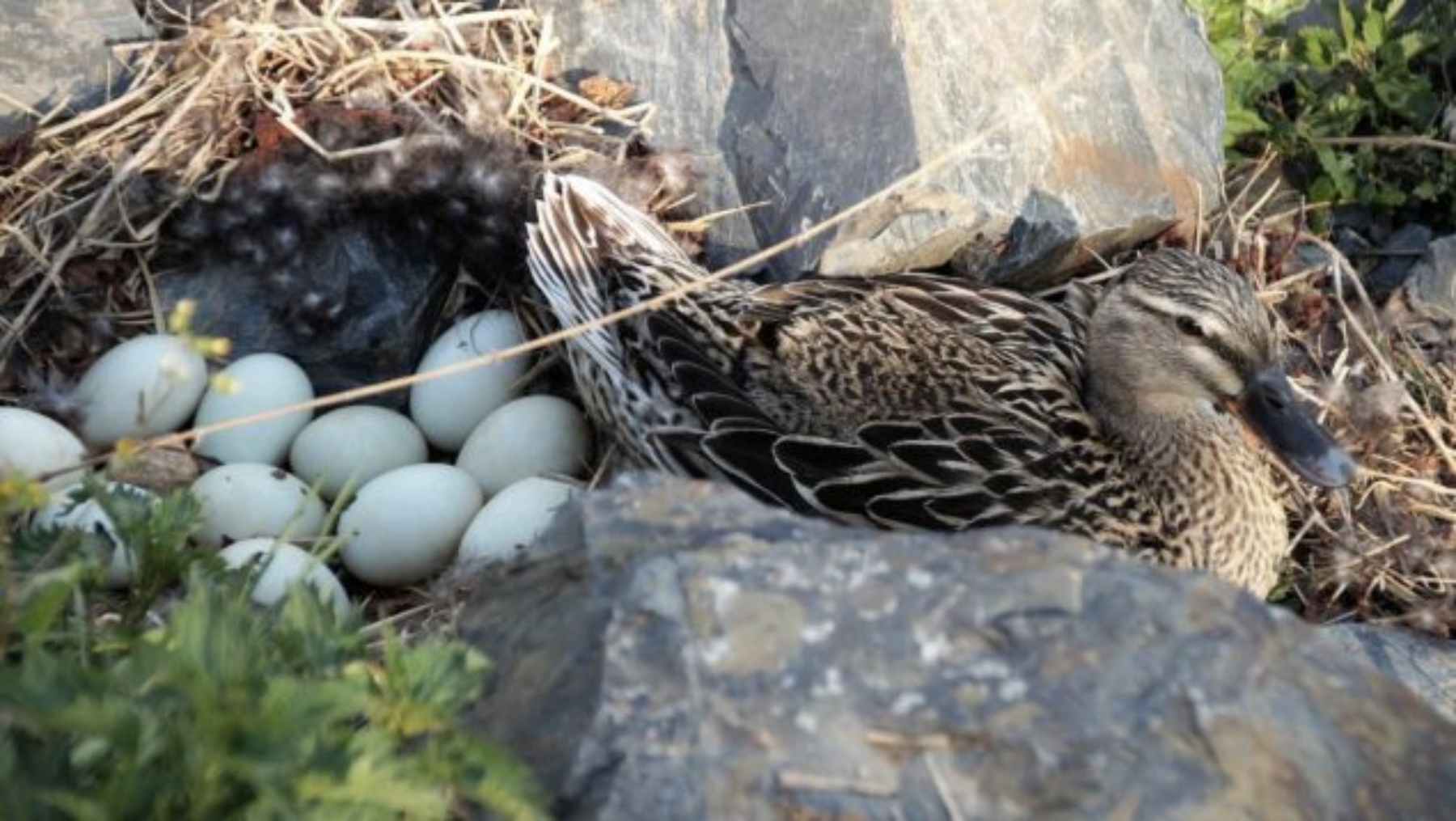 Imagen de archivo de un pato junto a sus huevos
